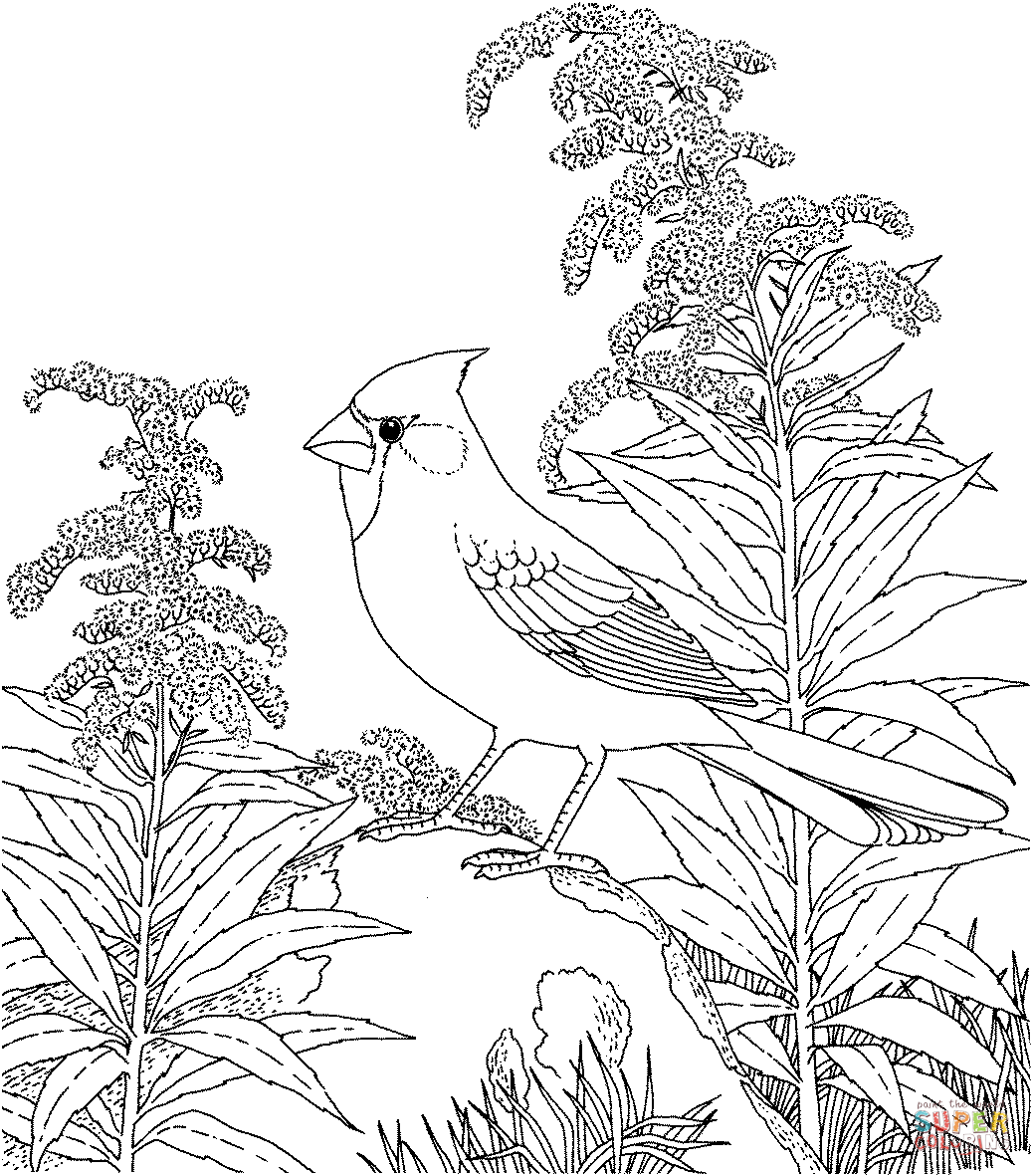 Tổng hợp các bức tranh tô màu con chim cho bé