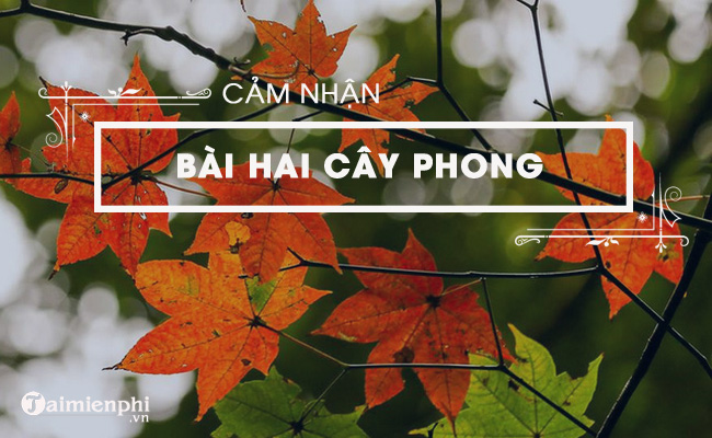 cam nhan ve doan trich hai cay phong