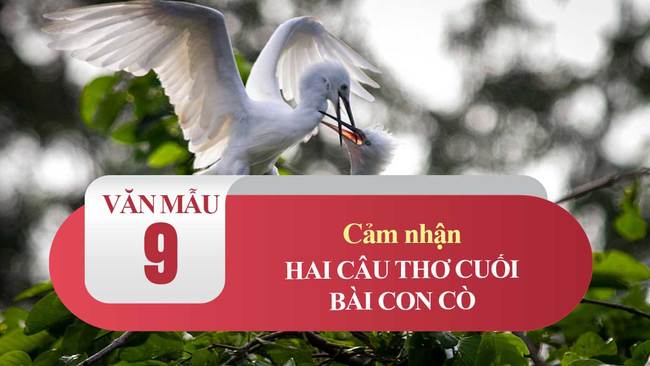 Cảm nhận hai câu thơ cuối bài Con cò (Chế Lan Viên)