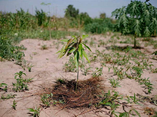 45 lần tìm kiếm trên Ecosia.org sẽ có một cây xanh mới được trồng thêm