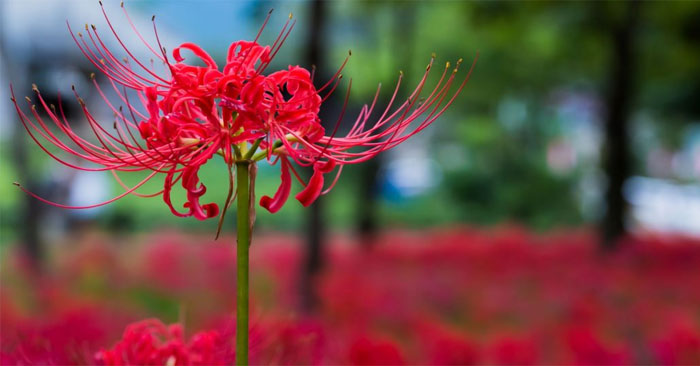 Hoa bỉ ngạn là loài hoa đại diện cho sự chia ly, tuyệt vọng, hồi ức đau thương