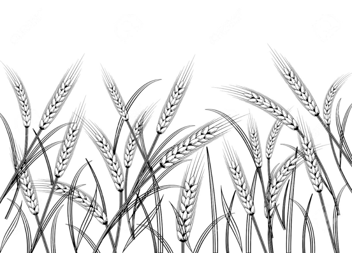 Tổng hợp các bức tranh tô màu cánh đồng lúa cho bé