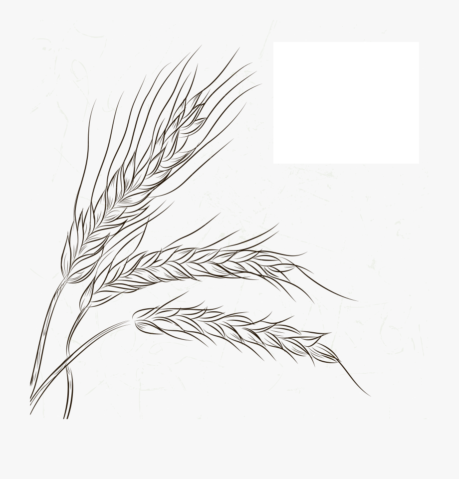 Tổng hợp các bức tranh tô màu cánh đồng lúa cho bé