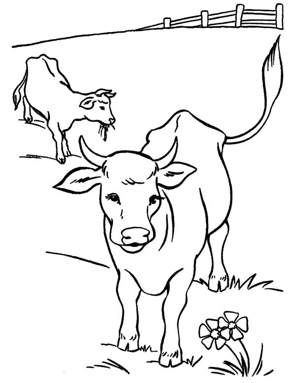 Tổng hợp các bức tranh tô màu con bò cho bé