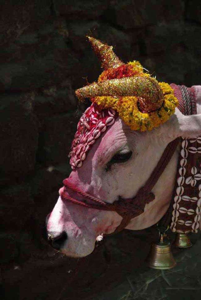 Trong văn hóa Ấn Độ, bò được xem như một con vật Thánh