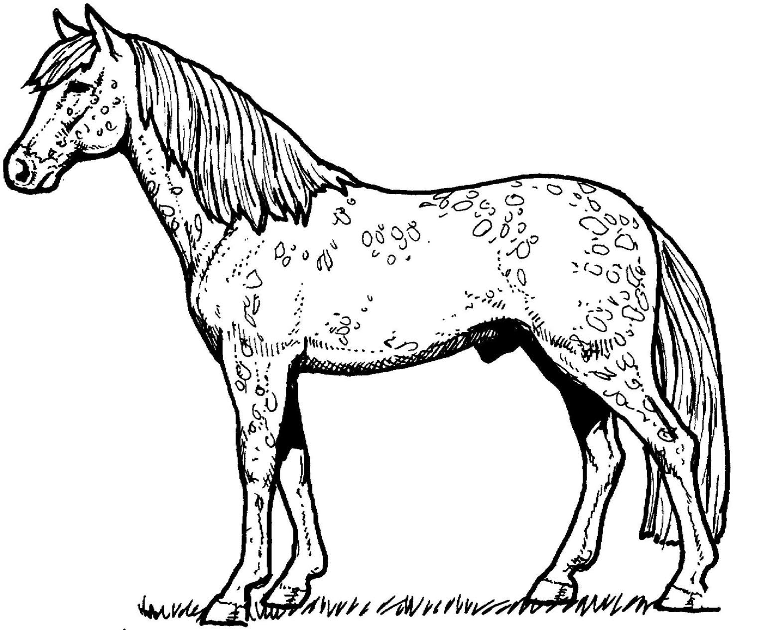 Tổng hợp các bức tranh tô màu con ngựa cho bé