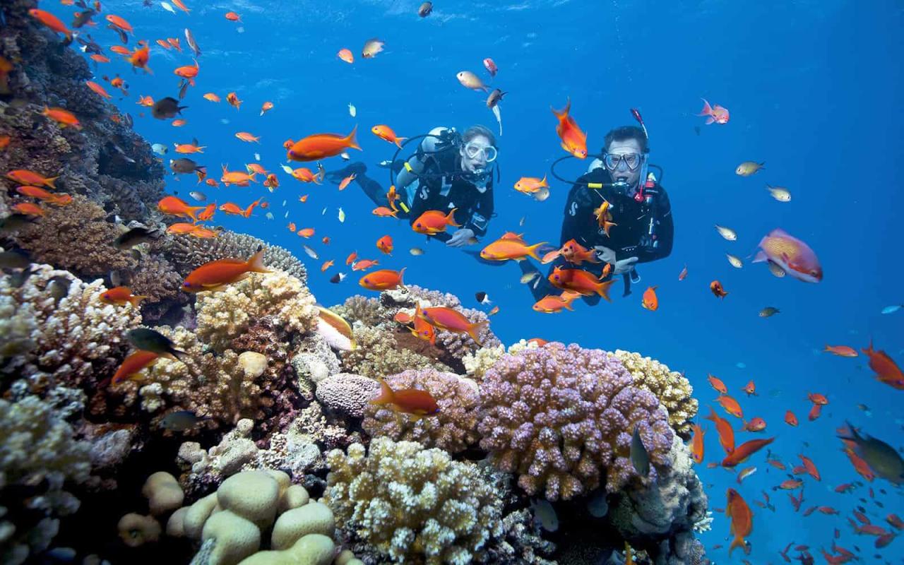Ngắm san hô dưới biển Phú Quốc