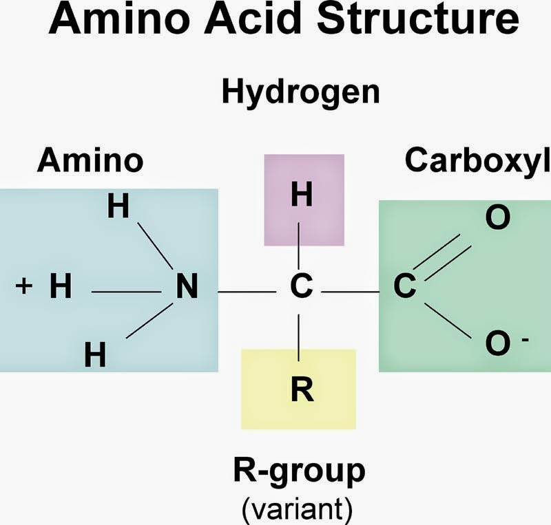 Cấu trúc phân tử của amino axit