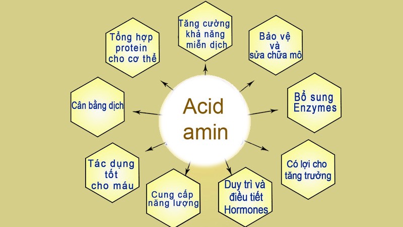 Các amino axit có vai trò quan trọng với cơ thể