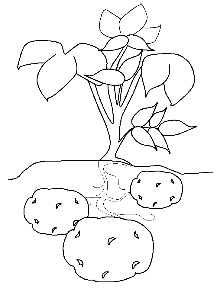Tổng hợp các bức tranh tô màu củ khoai lang cho bé